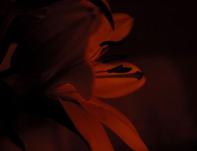 same lilly but with almost no light