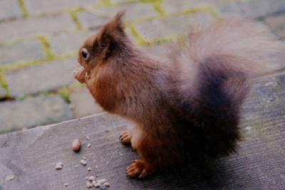 rare red squirrel in UK