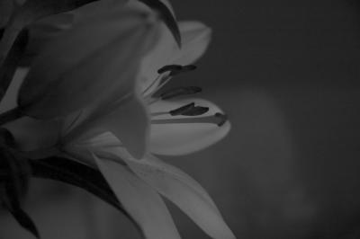 lilly in Black and White