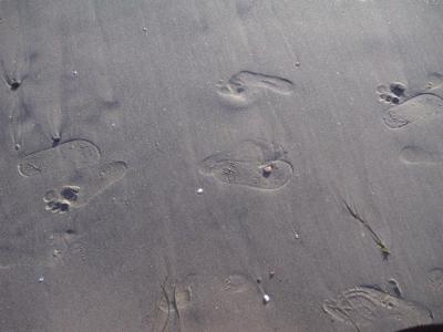 Feet in wet sand.jpg
