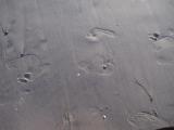 Feet in wet sand.jpg