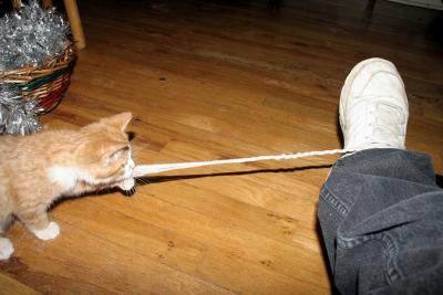 ranger my shoestring