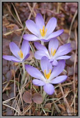 Flower_17.jpg
