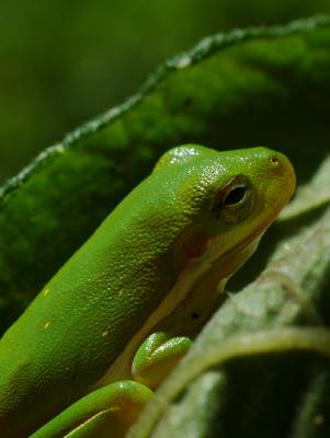 Tree Frog.jpg