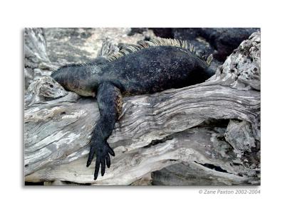 Iguana Leg on driftwood