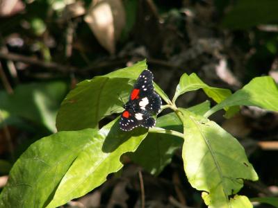 Belize Butterflies