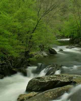 Spring In The Smokies1w.jpg