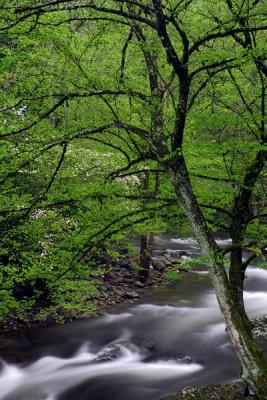 GsMNP-Little River and Dogwood1w.jpg