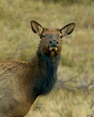 RMNP-Elk Cow1w.jpg