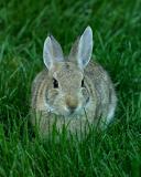 Courtyard Bunny1w.jpg