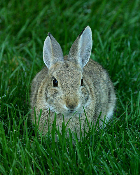 Courtyard Bunny1w.jpg