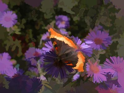 Milbert's Tortoiseshell  on  fall asters