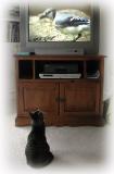 More Video Catnip