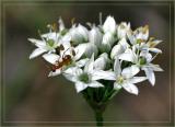 Garlic Chives with Ant