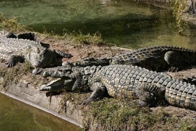 crocodile 2.jpg