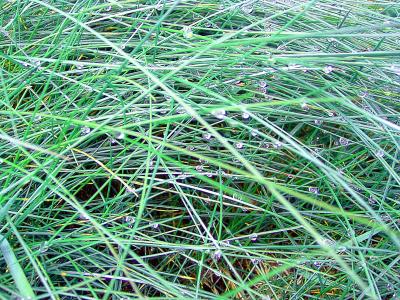 grass waterdrops colour