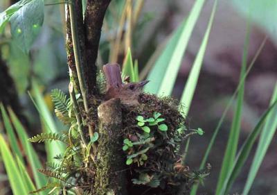 Cocoa Thrush, Asa Wright, Trinidad