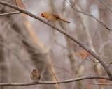 DSC_7801crop800.jpg