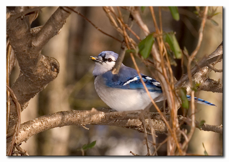 DSC_7630m950.jpg