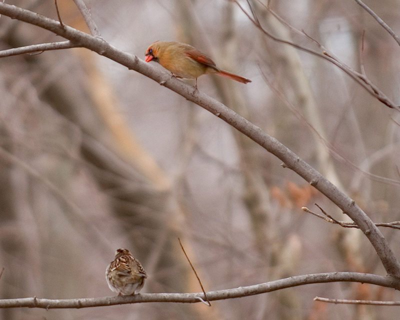 DSC_7801crop800.jpg