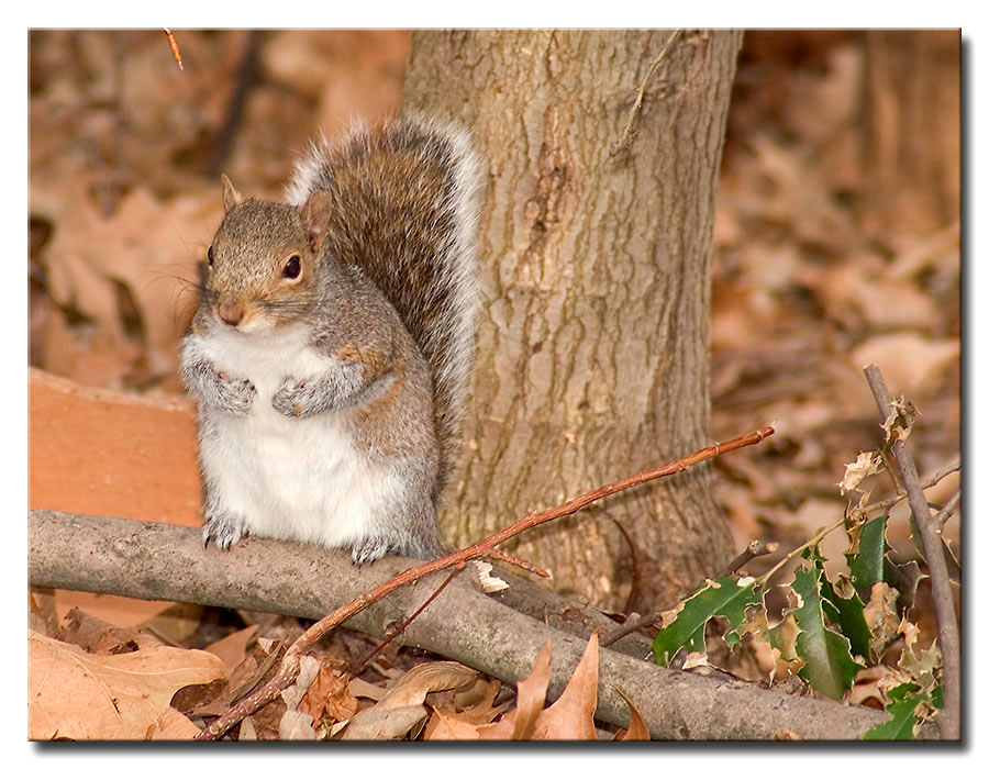DSC_8124m900c.jpg