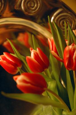 Tulips