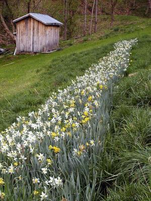 Historic Daffodils ~ WV  ~ 2003