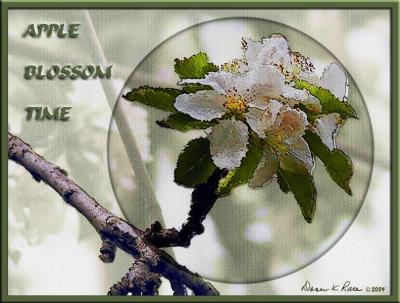 Apple Blossom Time ~Apr, 2004