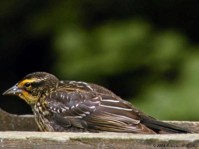Redwing Blackbird - Juvenile Female ~ WV