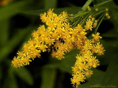 Goldenrod