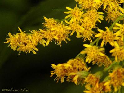 Goldenrod