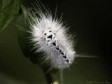 Hickory Tussock Moth Caterpillar