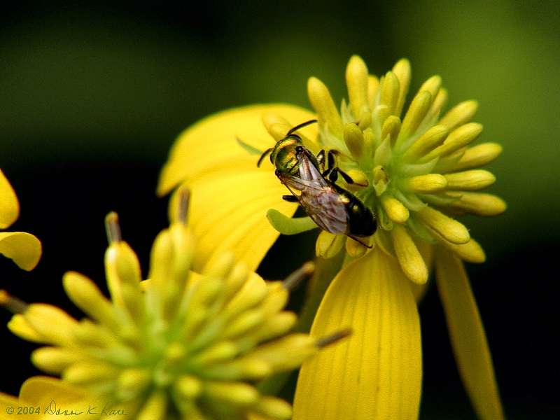 <b>Halictid Bee