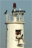 Cormorants on lighthouse