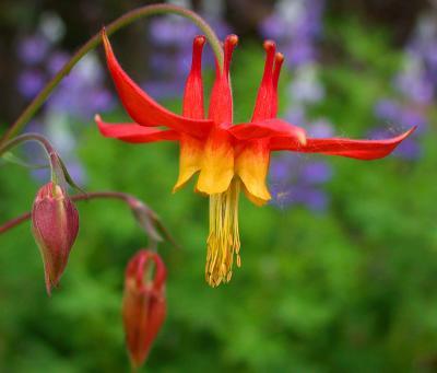 Columbine