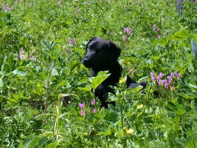 Soama in the wild flowers