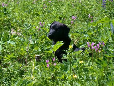 Soama in the wild flowers