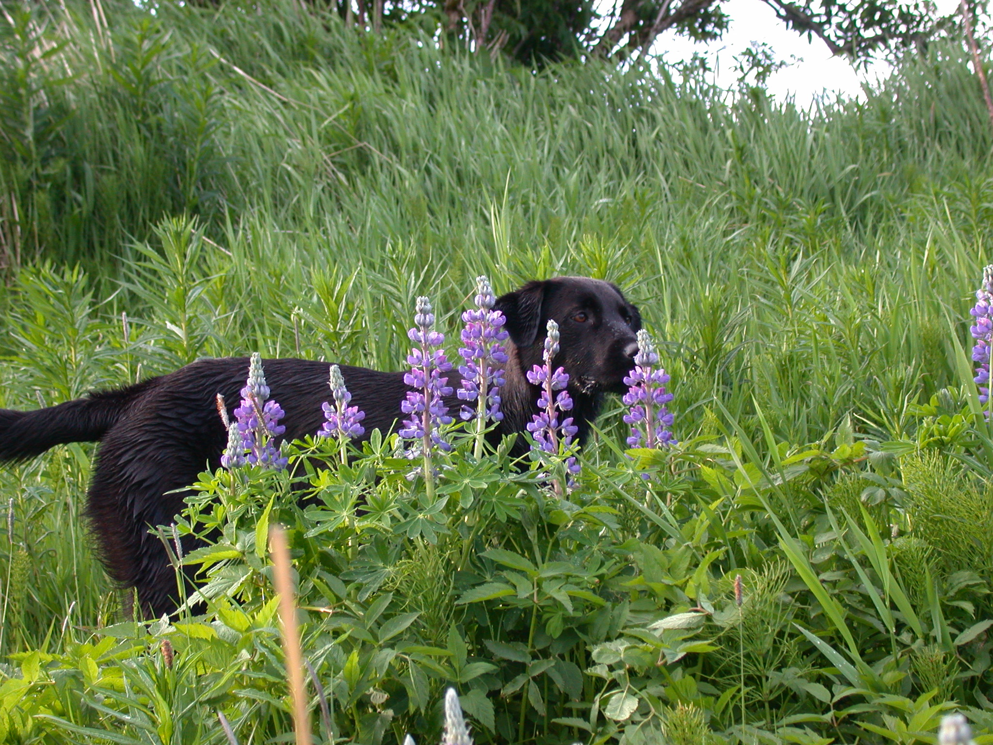 Soama still stops to smell the flowers