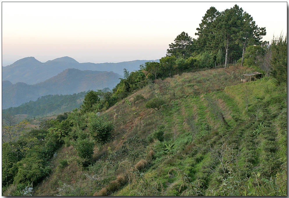 Terraced agriculture