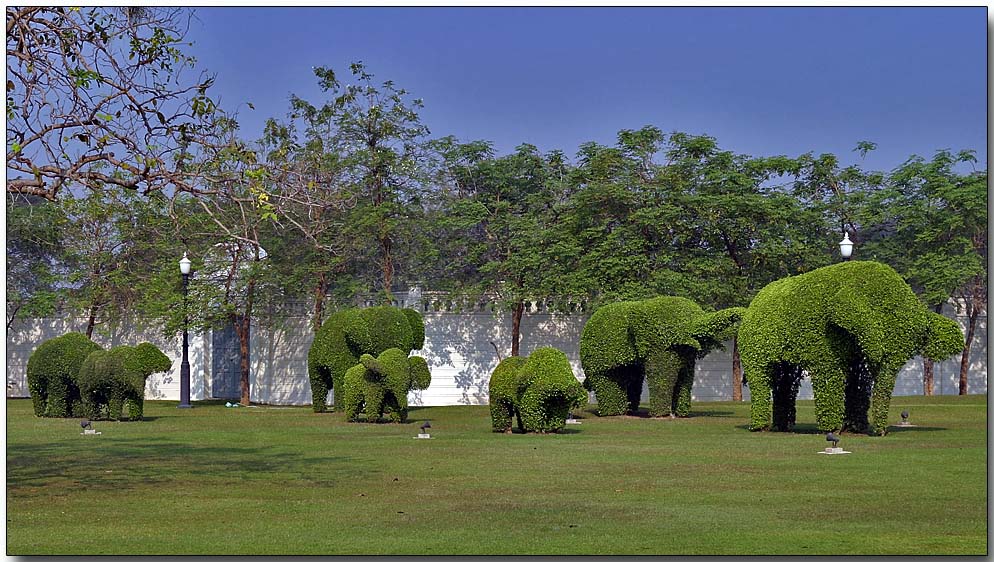 Elephant herd