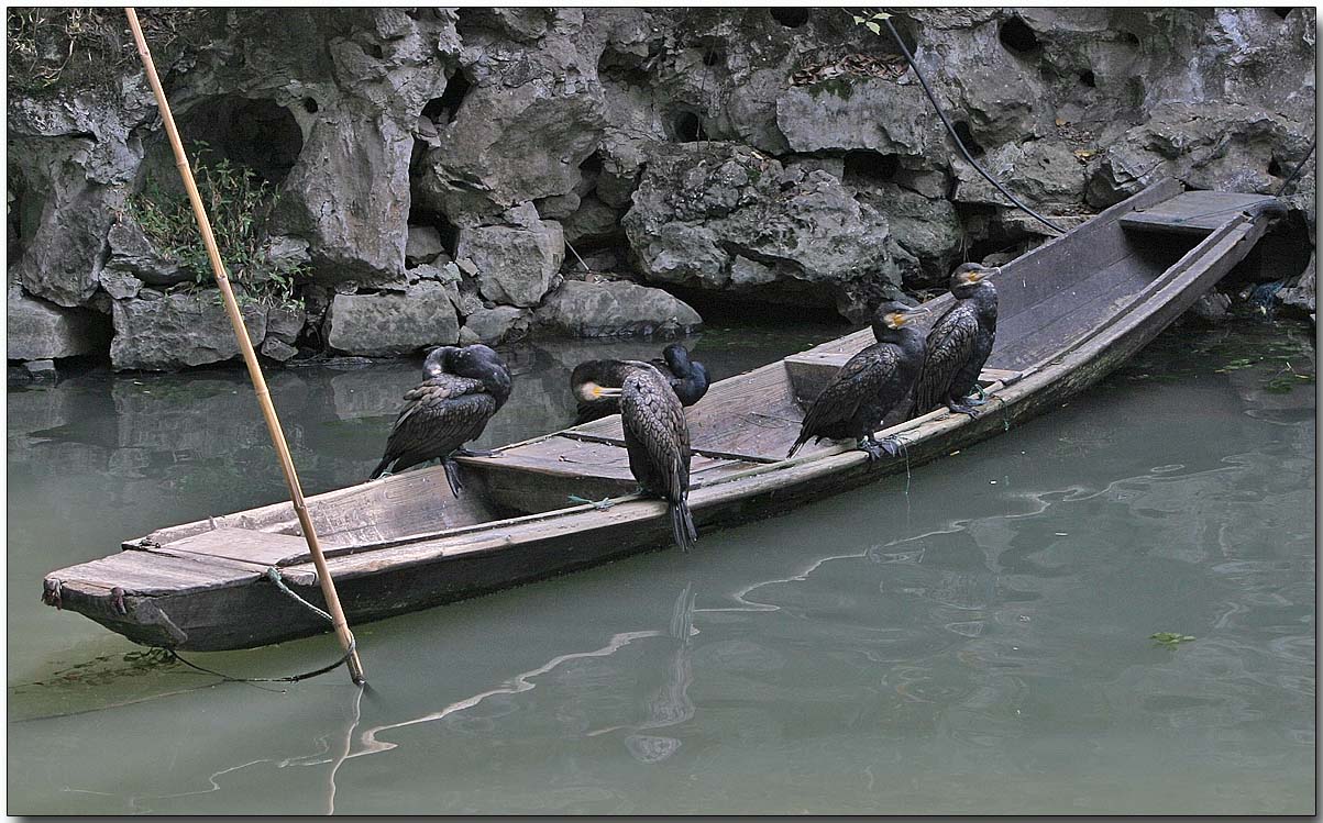 Working Great Cormorants