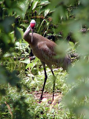 She was very agitated with us and seemed to want to challenge us. Her mate flew in from behind us but we didn't see him after that. She stood up and we were able to see 2 eggs. At this point she was quite upset with us, so after a few quick shots we left.
