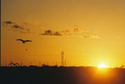 Final Flight