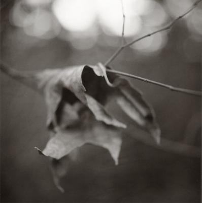 cascade-leaf-1.jpg