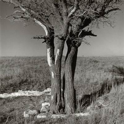 kansas tree