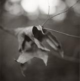 cascade-leaf-1.jpg