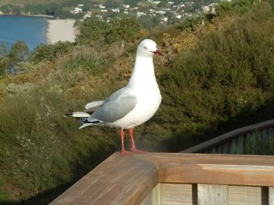 Silver Gull, Coramandel Peninsula