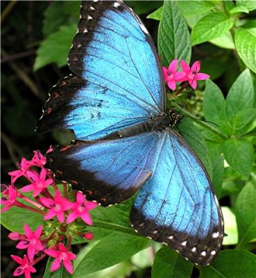 Blue Butterfly.jpg