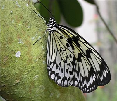 Butterfly8.jpg