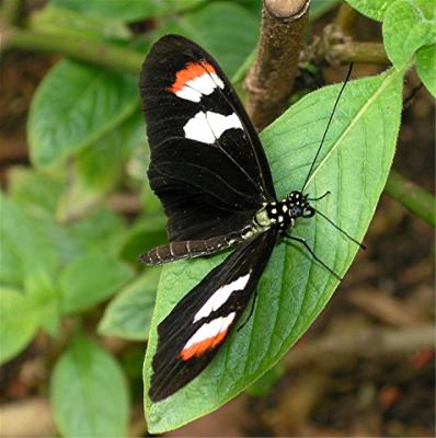 Butterfly7.jpg